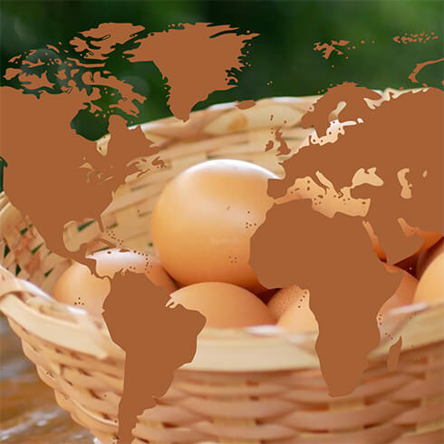 Don’t Put all Your Eggs in One Basket